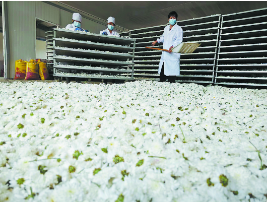 滿城盡帶黃金甲， 菏澤菊花綻放“美麗經(jīng)濟(jì)”