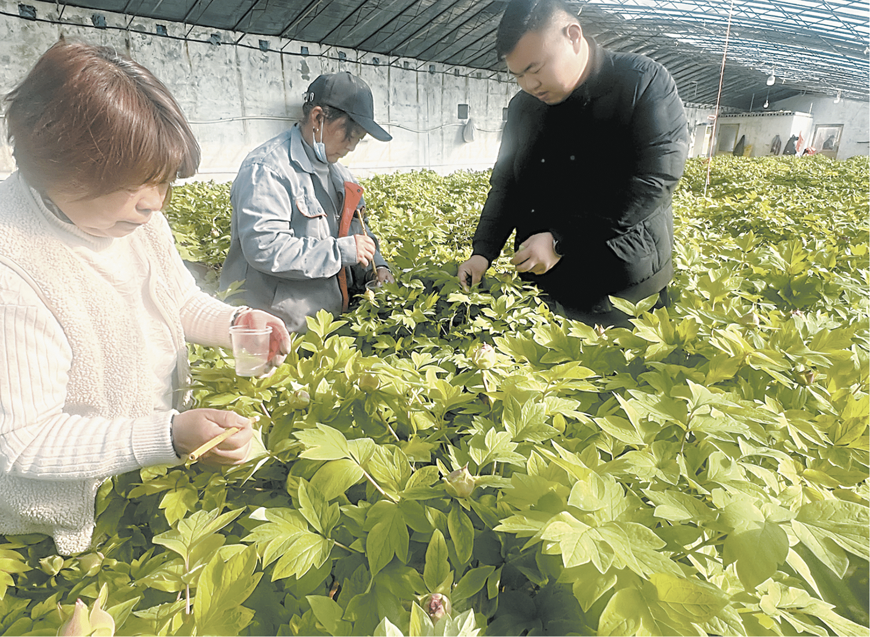 《國色芳華》熱播帶火菏澤牡丹