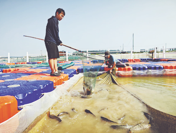 人放天養(yǎng)，黃河灘鯉魚“躍龍門”