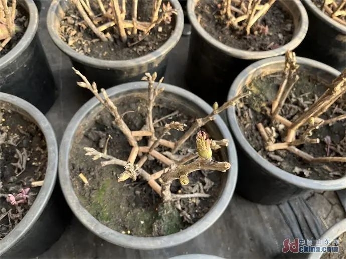 催花牡丹數(shù)量持續(xù)攀升，今年菏澤催花牡丹將突破60萬盆！