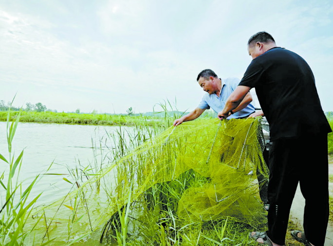 水中“撈金”，黃河故道對蝦上市