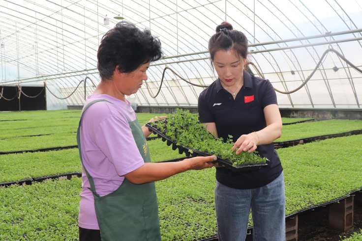 技術(shù)指導(dǎo)“強”服務(wù)  大棚蔬菜育苗“忙”