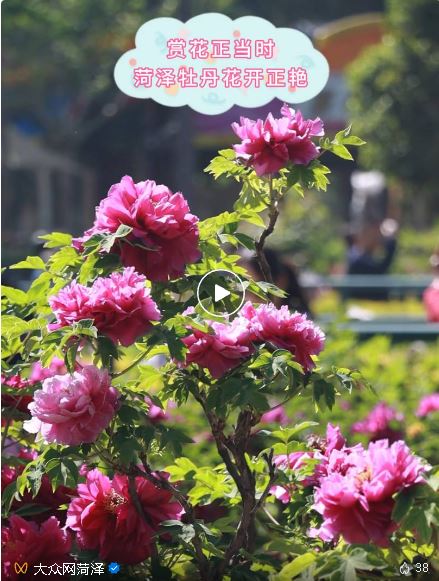 菏澤牡丹驚艷！請你快點奔現(xiàn)！